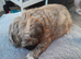 1 lovely and playful girl shih tzu puppy available
