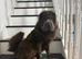 Top quality champion bear coat shar pei