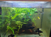 Fish tank with fish complete setup