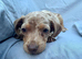 Miniature Dachshund Puppies Ready for Their Forever Homes!