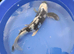 big shiro butterfly koi for sale 20inch