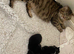 Half Maine Coon Tabby large Male Kitten