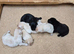 Beautiful Labrador Puppies &ndash; KC Registered