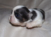 coloured dobbie imperials kc registered