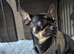 1 year old male chihuahua 300 Ono
