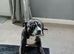 Staffy looking for a good home