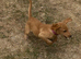 Fox red Labrador bitch