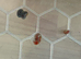 X10 red Ramshorn snails