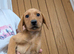 Labrador pups health tested