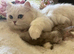Stunning Silver Tipped Longhair Kittens