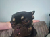 Kc registered french bulldog