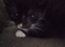 Kitten for sale