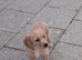Labrador puppy