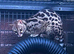 Unrelated Pair of cape genets
