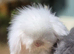 Fluffy bunnies reduced to find new homes ( teddywidders )
