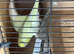 budgies zebra finches and parrotlets