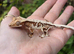 Various crested geckos