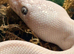 White male Lucy ball 12 months old stunning blue eyes
