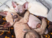 Beautiful sphynx x ragdoll kittens