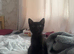 One female black kitten looking for their forever home