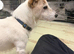 French Bulldog x Jack Russell puppies