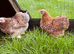Pekin girls different colours