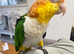 Hand tamed white bellied caique parrot