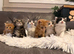 Maine coon x ragdoll x fluffy longhaired kittens