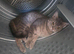 British shorthair X for sale