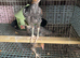 5 Modern game bantams