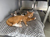 Kittens due in 2-3 weeks