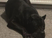Loving Dog Looking for a Forever Home ️