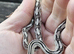 Baby Trans-Pecos Rat Snake For Sale