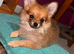 2 beautiful pomchi puppies