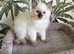 SEAL POINT RAGDOLL KITTENS