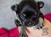 Little boy Chihuahua puppy