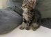 Girl kitty