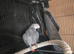 Male and female African grey for sale
