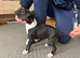 English Bull Terrier