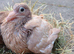 Chocolate / Yellow Pair Melueman Racing Pigeon RPRA Rung 2026