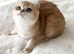 NY12 Golden British Shorthair Imported Parents