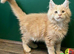Pedigree Maine Coon