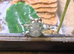 Amazon milk frog babies