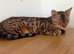 Beautiful brown female bengal