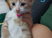 Litter of 5 beautiful playful kittens