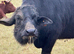 Water buffalo for sale