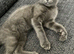 Maine coon mix Russian blue