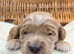 Sunning littler of Australian Double Doodles from Health screened parents