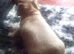 Dachshund