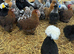 Bantams - pekins, silkies and Polands